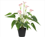 Buy Flowering White & Pink Peace Lily / Calla Lily Plant 50cm