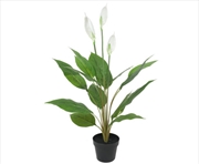 Buy Flowering White Peace Lily / Calla Lily 95cm