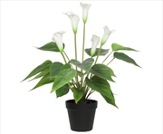 Buy Flowering White Peace Lily / Calla Lily Plant 50cm