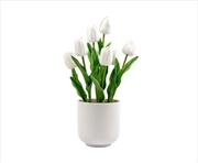 Buy Flowering White Tulip Plant Arrangement With Ceramic Bowl 35cm