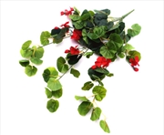 Buy Geranium Hanging Bush With Red Flowers 60cm