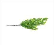 Buy Hanging Bell Leaf Plant 80cm