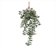 Buy Hanging English Ivy Bush 80cm