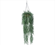 Buy Hanging Fern Basket 110 Cm