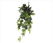 Buy Hanging Green Ivy Bush 80cm