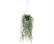 Buy Hanging Pearls Potted 56cm UV Resistant