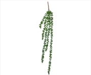 Buy Hanging Succulent String Of Pearl Beads 75cm