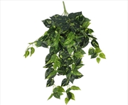 Buy Heart Leaf Philodendron Hanging Creeper Bush 73cm