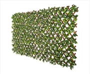 Buy Jasmine Hedge Extendable Trellis / Screen 2 Meter By 1 Meter UV Resistant