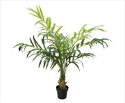 Buy Kentia Palm Tree 150cm