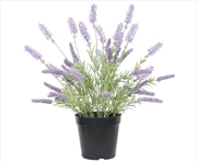 Buy Lavender Plant 40cm