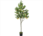 Buy Lemon Tree Potted With Lemons 150cm