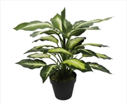 Buy Leopard Lily Dieffenbachia With Pot 40cm