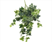 Buy Mixed Green And White Tipped Ivy Bush 100cm