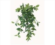 Buy Mixed White And Green Hanging Philodendron Bush 80cm