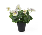 Buy Mixed White Flowering Potted Pansy Plants 25cm