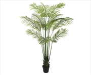 Buy Multi Stem Hawaii Palm 190cm