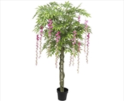 Buy Pink Flowering Wisteria 180cm