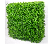 Buy Portable Buxus Hedge UV Stabilised 75cm X 75cm