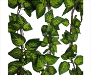 Buy Pothos / Ivy Hanging Vines 260