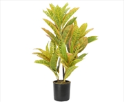 Buy Potted Flaming Zebra Codiaeum variegatum / crotons) 55cm