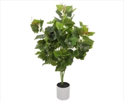 Buy Potted Grape Vine Tree 70cm