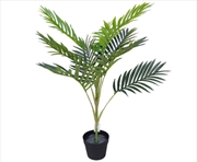 Buy Potted Mountain Palm 100cm