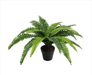 Buy Potted Natural Green Boston Fern 50cm High