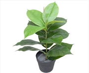 Buy Potted Rubber Plant 55cm