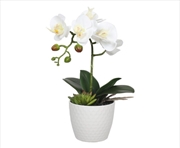 Buy Potted Single Stem White Phalaenopsis Orchid with Decorative Pot 35cm