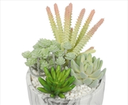 Buy Potted Succulent Bowl With Marble Pot 20.5cm