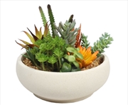 Buy Potted Succulent Bowl With Natural Stone Pot 21cm