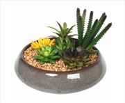 Buy Potted Succulents With Round Decorative Bowl 19cm