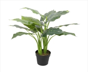 Buy Potted Taro Plant / Elephant Ear 70cm