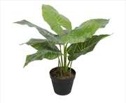 Buy Potted Taro Plant / Elephant Ears 55cm