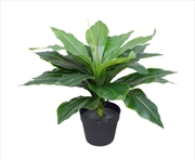 Buy Potted Wide Leaf Birds Nest Fern 50cm