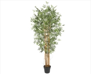 Buy Premnatural Cane Bamboo UV Resistant 180cm