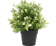 Buy Small Potted White Jade Plant UV Resistant 20cm