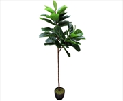 Buy Tall Fiddle Leaf Fig 170cm