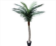 Buy Tropical Phoenix Palm Tree 170cm UV Resistant