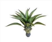 Buy Uv Agave 50cm No Pot