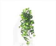 Buy Variegated Hanging Foliage Bush 100cm