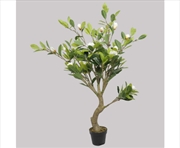 Buy White Flowering Magnolia Tree with Pot 130cm