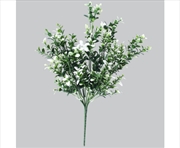 Buy White Tipped Money Leaf Stem 32cm