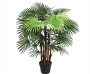 Buy Wide Leaf Fan Palm Tree 90cm