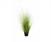 Buy Wild Grass Plant 70cm