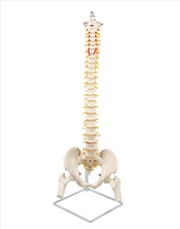 Buy Life Size Flex Vertebral Spine Pelvis & Femur Skeleton Model Anatomy
