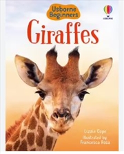 Buy Giraffes