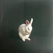 Buy Rabbits