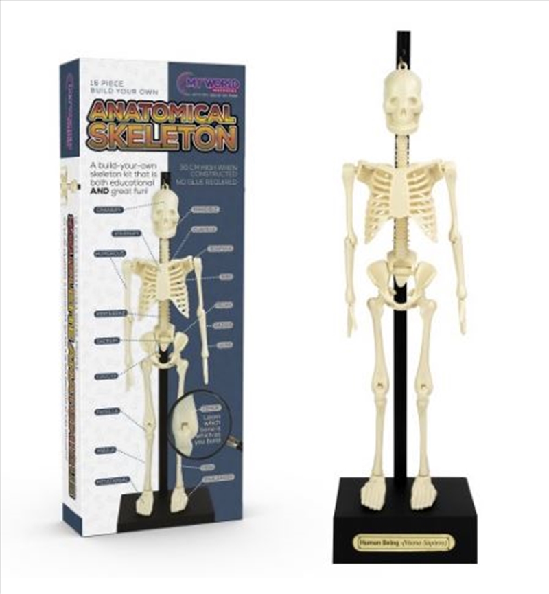 Funtime - Anatomical Skeleton/Product Detail/Toys